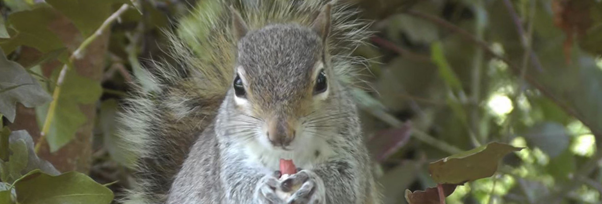 Home Remedies To Keep Away Fort Wayne Squirrels And Get Rid Of Them
